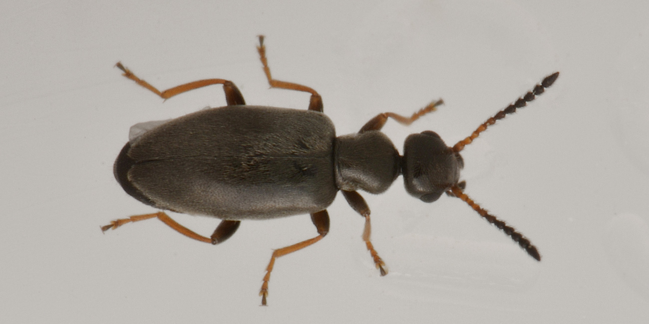 Anthicidae, Microhoria fasciata helvetica